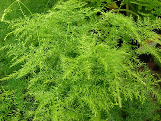 Jardineria, Catalogo de Plantas: Asparagus setaceus (plumosus)