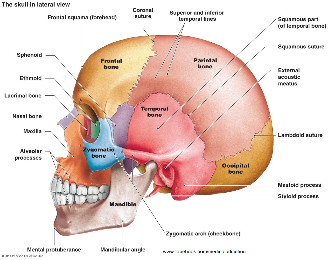 Mastoid Bone. Frontal Bone Anatomy. Череп анатомия Неттера. Temporal Bone Parts