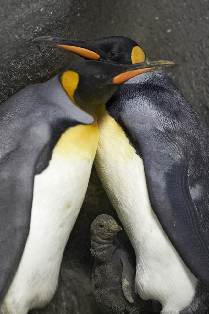 A pair of gay penguins Free latina tranny porn