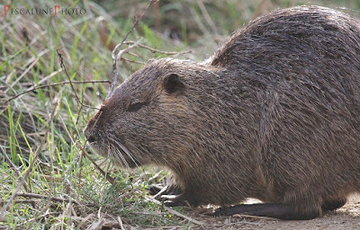 Ragondin+%2528Myocastor+coypus%2529%252C