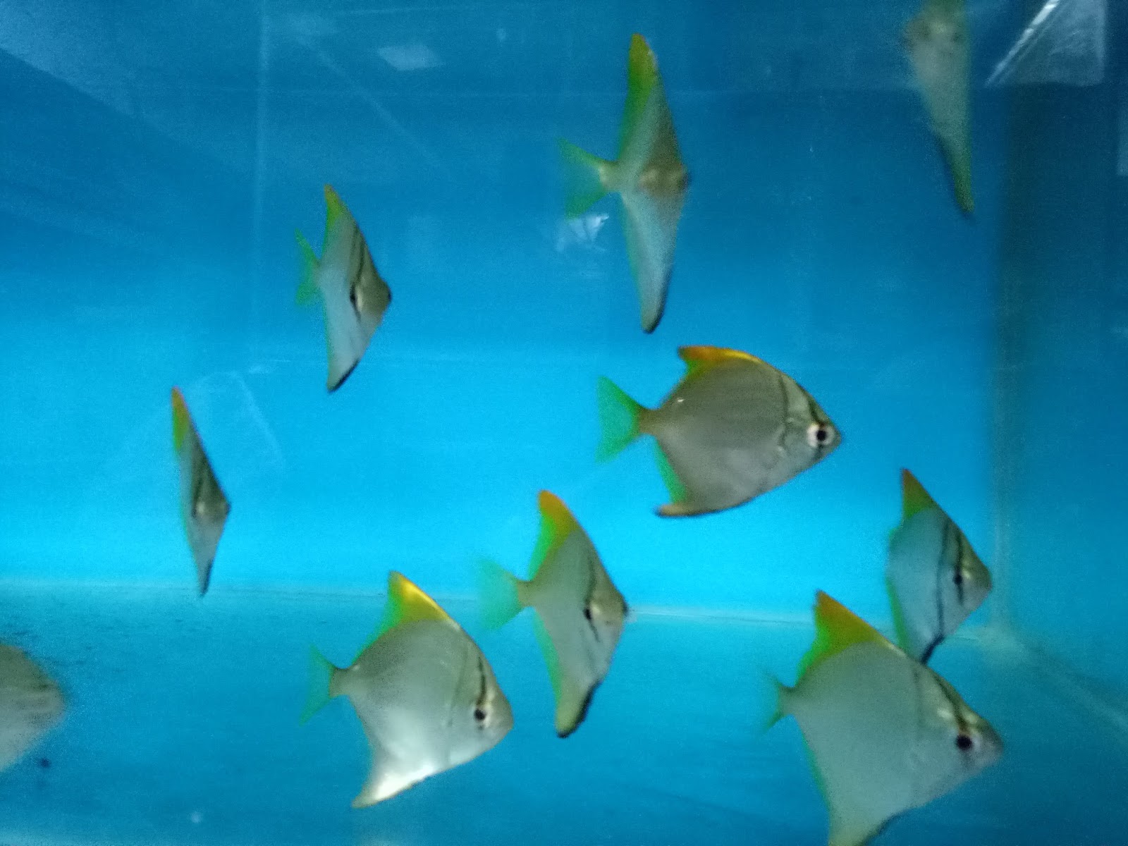 JOE'S AQUAWORLD FOR EXOTIC FISHES MUMBAI INDIA 9833898901 aquarium