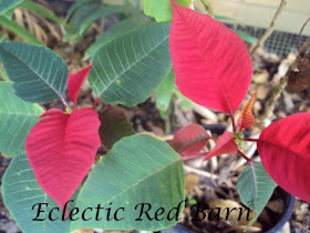 Blooming Poinsettia Plant in yard