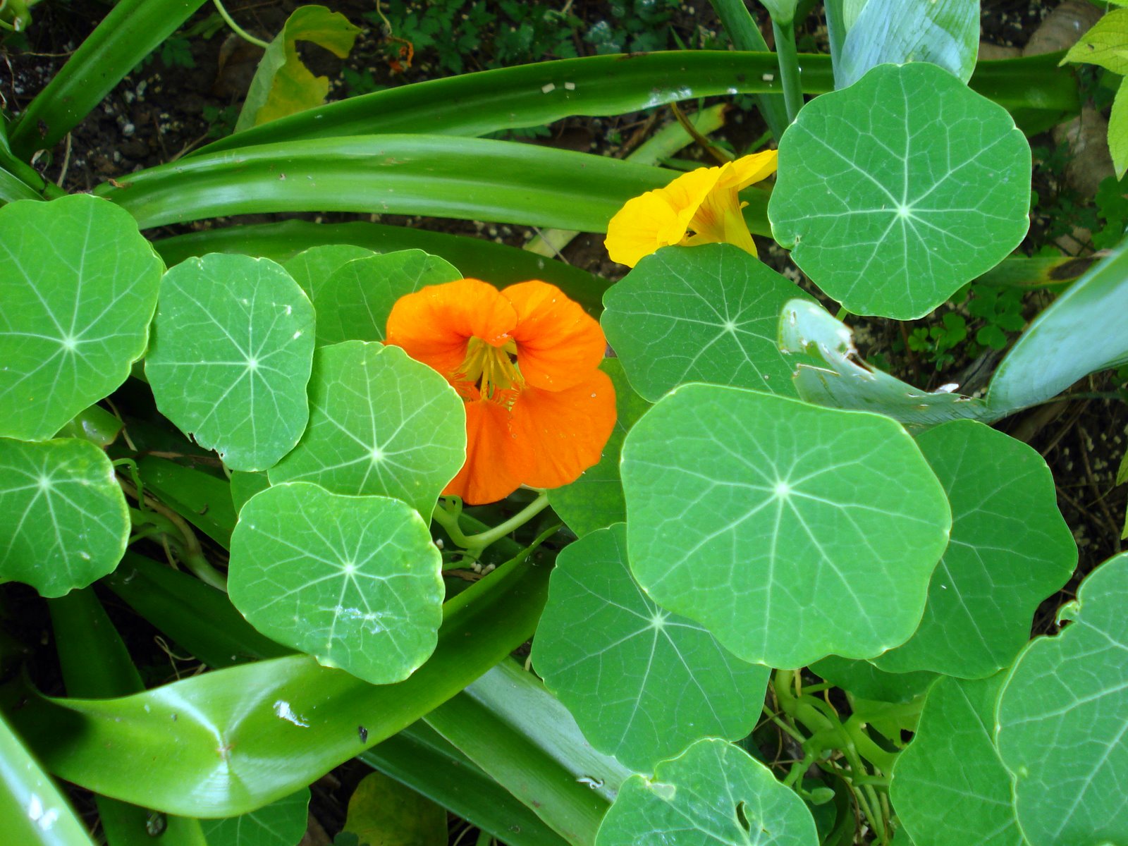 yarn, kids, dogs, and a few wierdos Nasturtiums