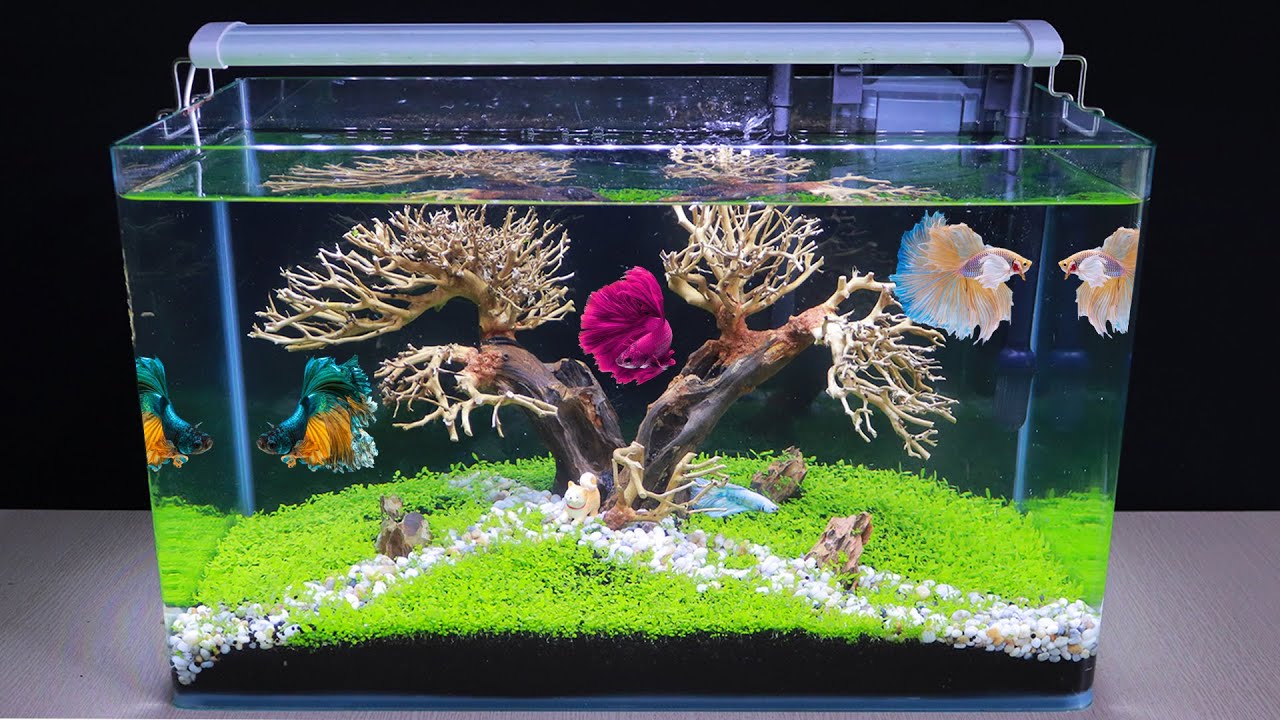 Contoh dan Referensi Desain Aquascape Bonsai Terbaik
