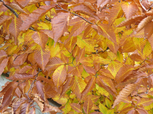 autumn beech leaves