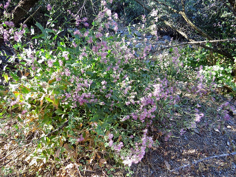 Acourtia wrightii, Brownfoot or Wright's Desertpeony