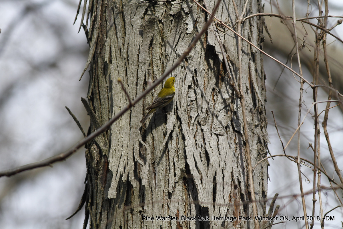 Nerdy for Birdy: Brown Thrasher, Bluebird and Pine Warbler at Black Oak