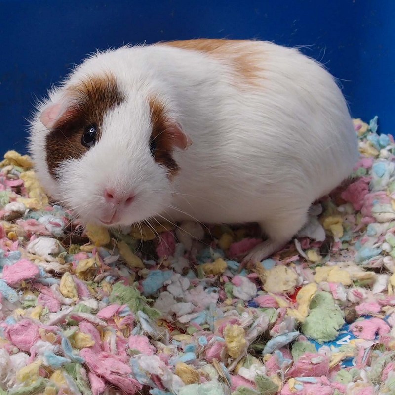 Ann Tuck's Super Mish Mash Guinea Pig Fabric