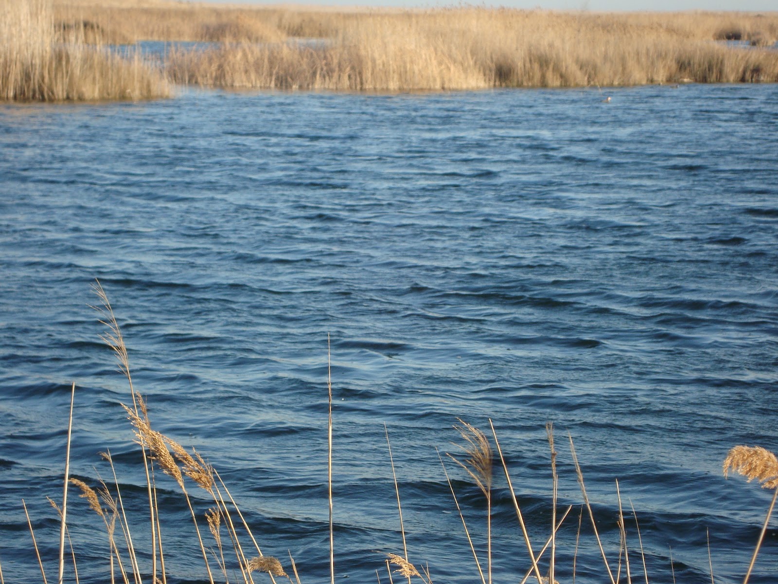 Conocer Castellón PARQUE NATURAL DEL PRAT DE CABANESTORREBLANCA