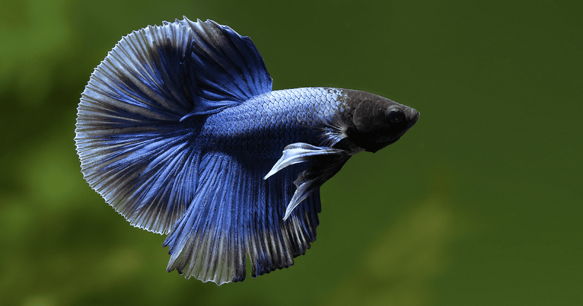 Betta Fish Live Wallpaper 68