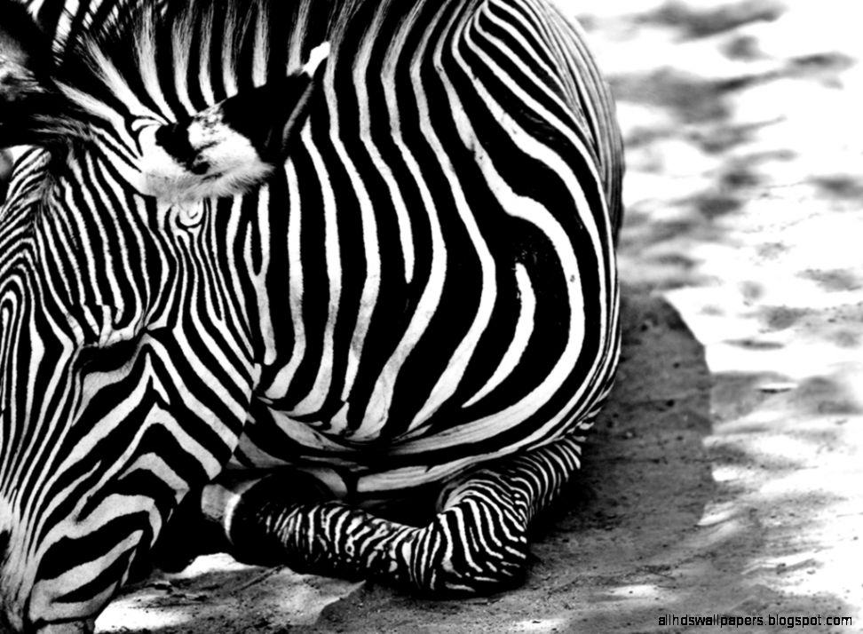 Zebra Print