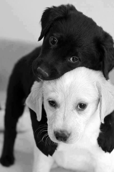 Foto de dos cachorros en blanco y negro ~ Muchas Fotos