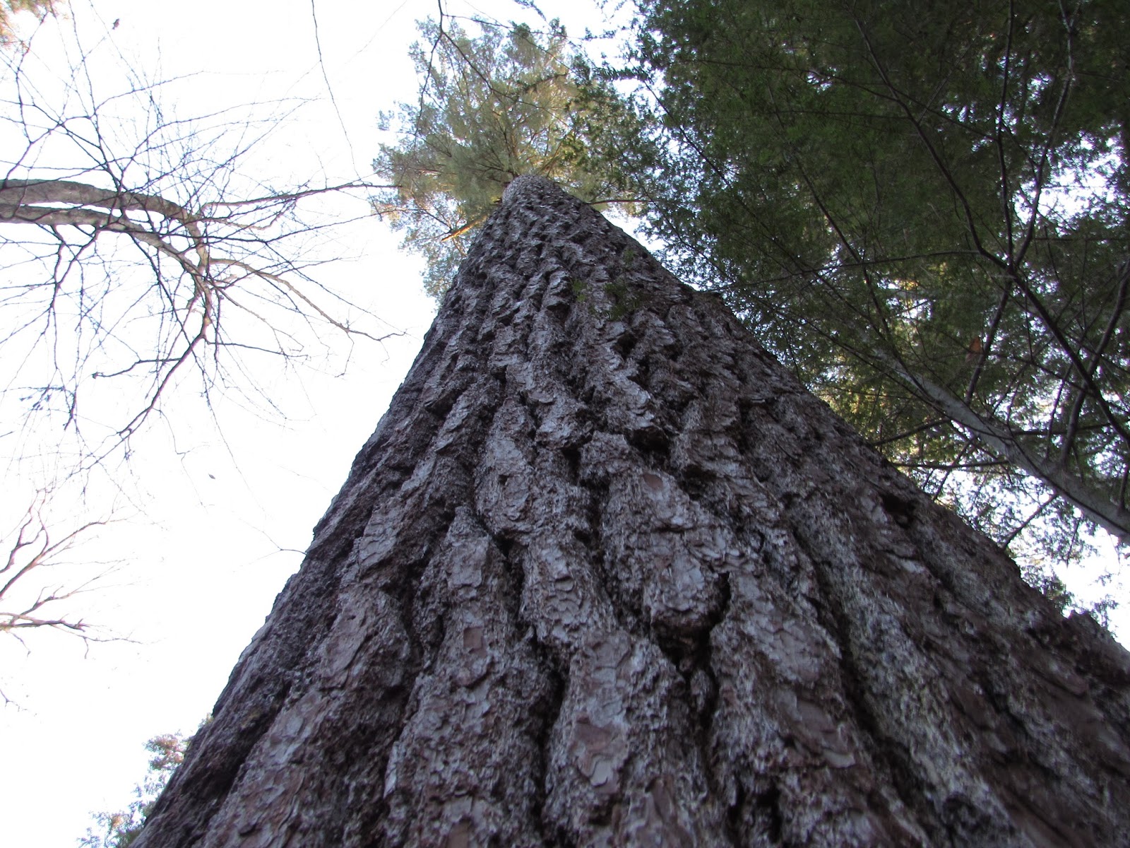 Hearts Content Scenic Area Beautiful Old Growth Forest Allegheny