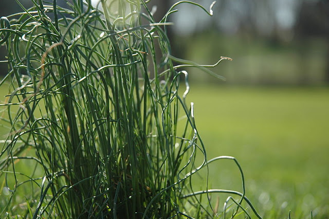 Wild garlic by Maxlegran via Wikimedia commons