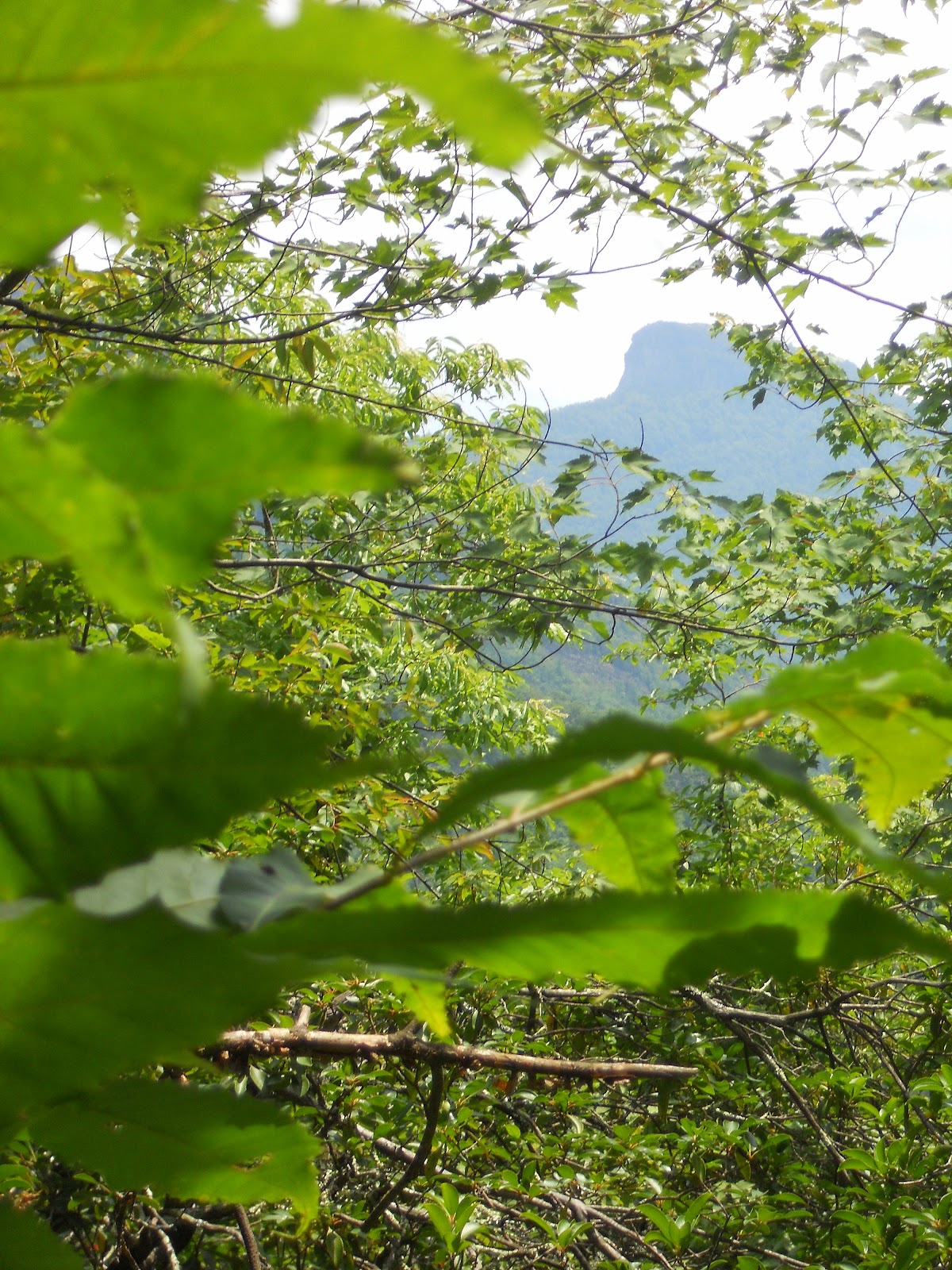 Hiking with a Fat Bald White Guy: Linville Gorge - Devils Cliff