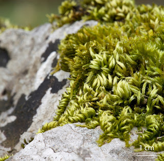 Musgo Homalothecium sericeum de la familia Brachytheciaceae sobre roca caliza