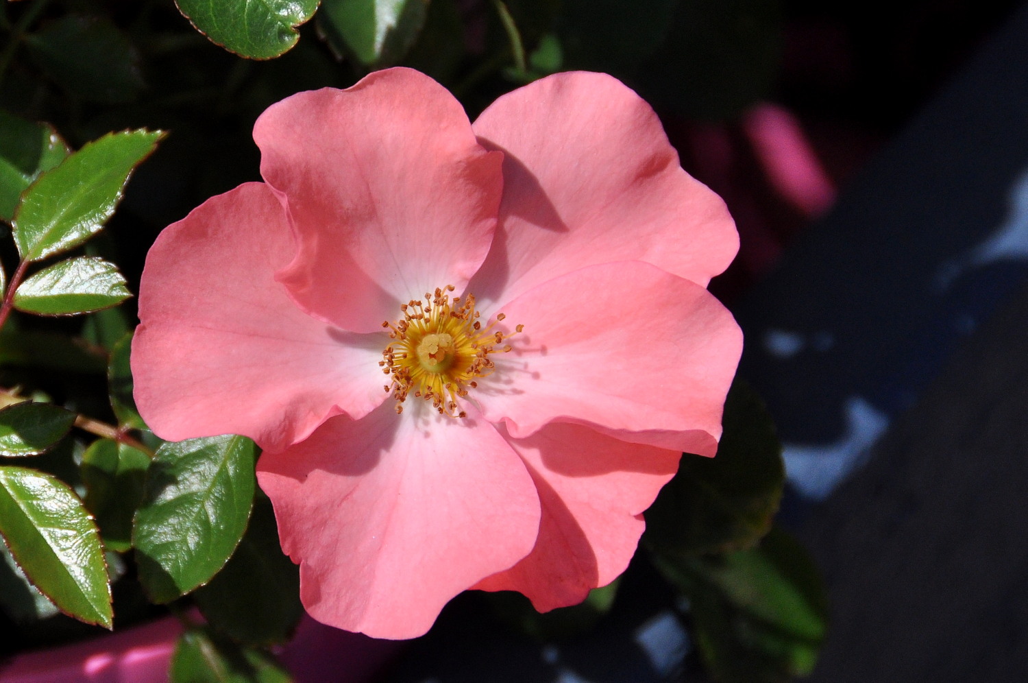 Flower Carpet Rose C Carpet Vidalondon