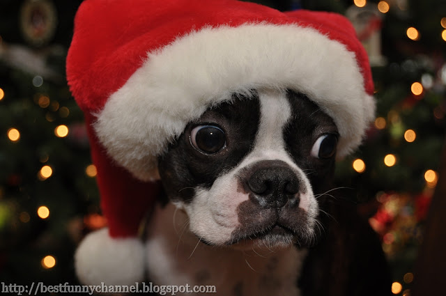 Funny dog santa