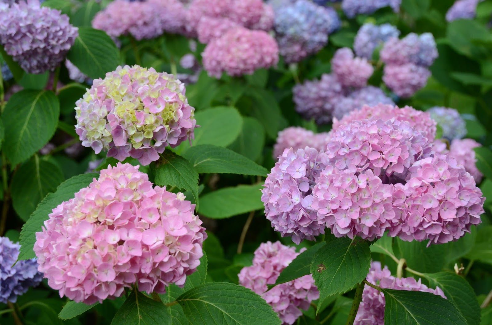 Lasting Landscapes by Carol Heavenly Hydrangeas