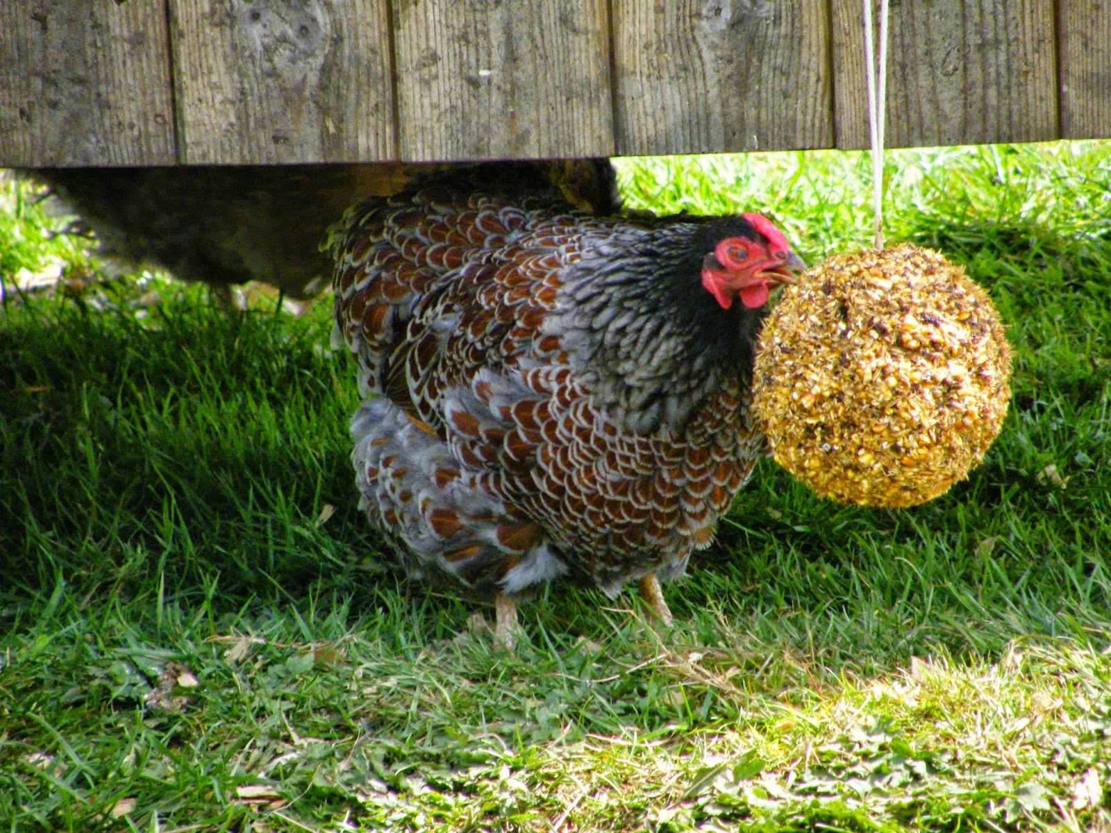 Flyte So Fancy How to Cheer Up a Bored Chicken