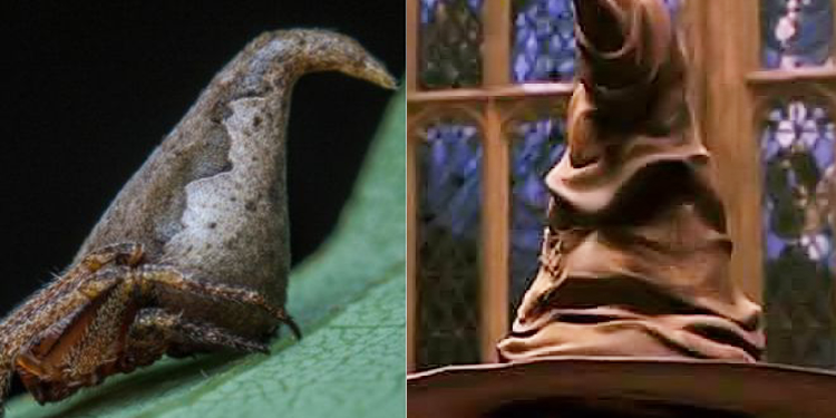 Potter Talk: 10 Animals Named After The Harry Potter Series