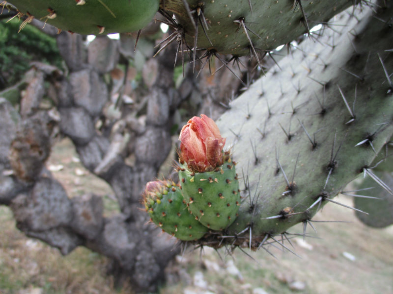 El nopal - blog 11