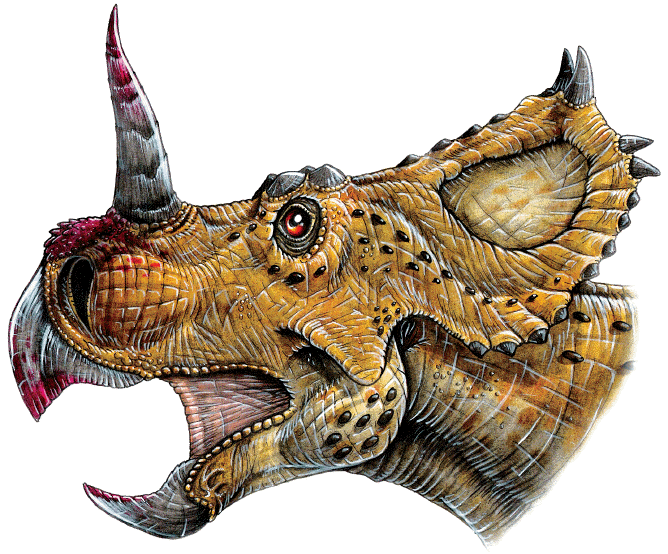 Single horned triceratops