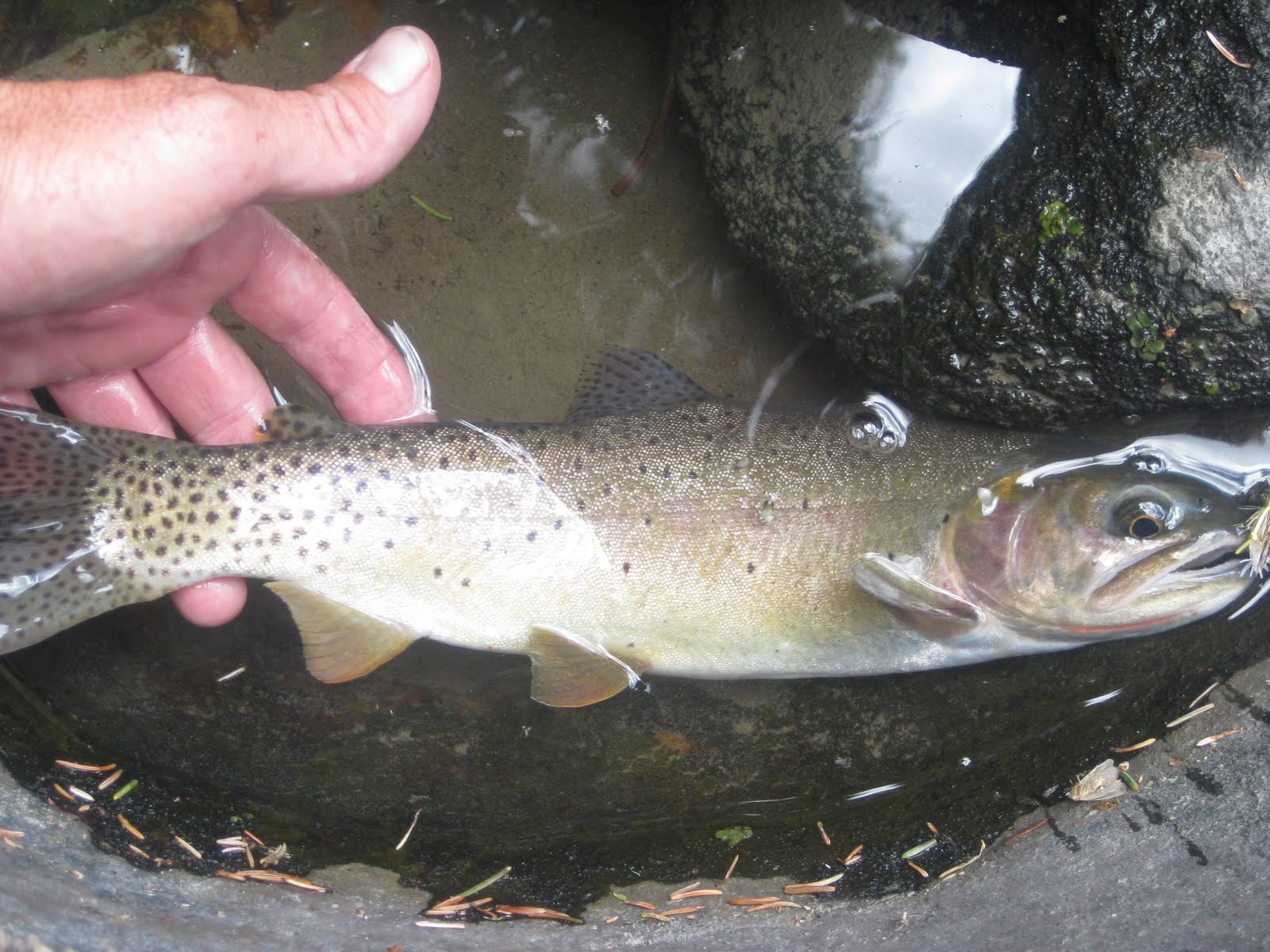 SOUTHWEST ANGLER: CACHE CREEK/HELLROARING CREEK--YNP