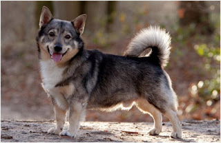 Everything about your Swedish Vallhund 