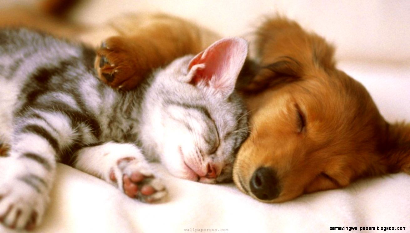 Cute Kitten And Puppy Wallpaper | Amazing Wallpapers