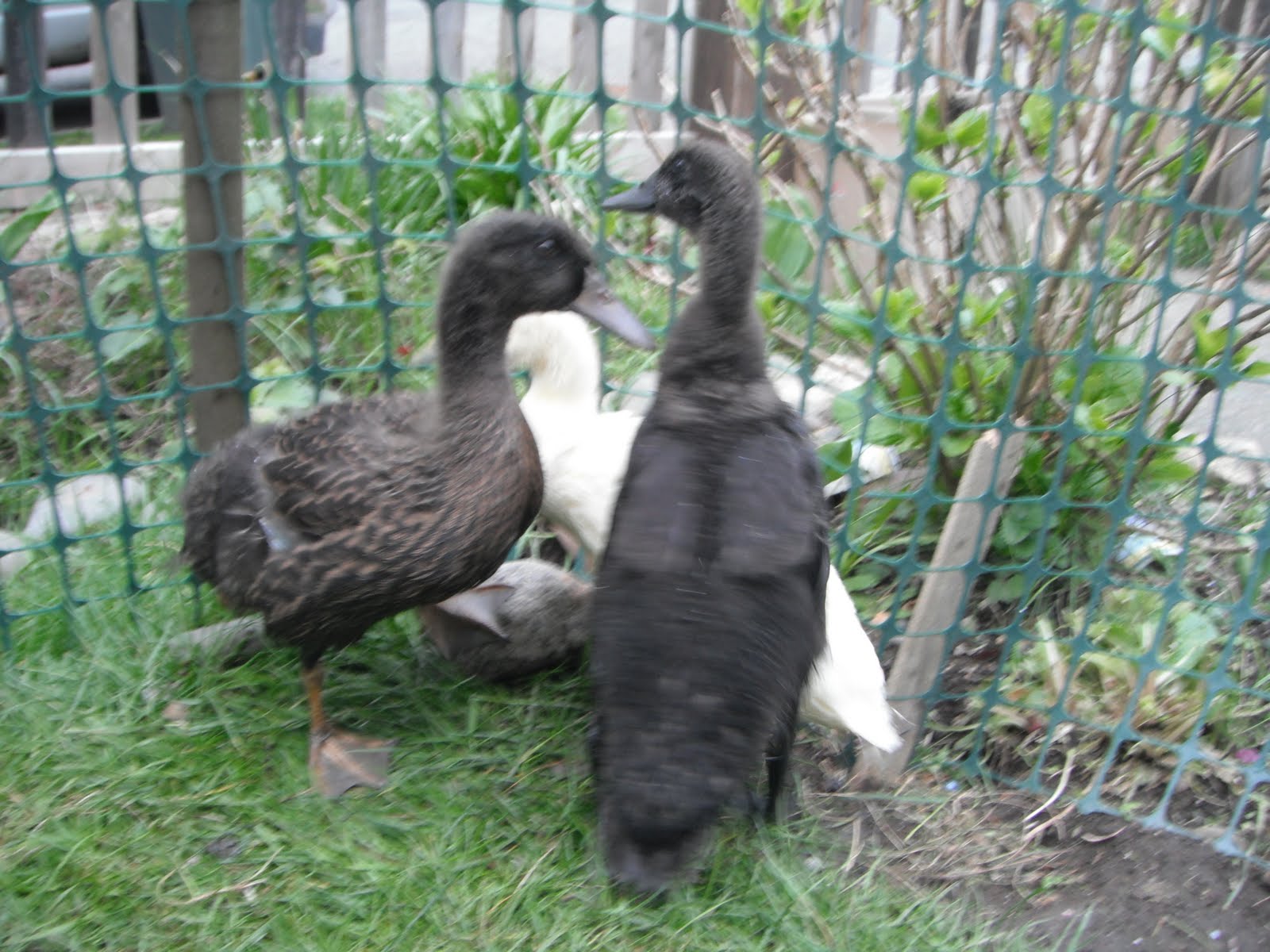 neilwaukee: duck, duck, squeaks