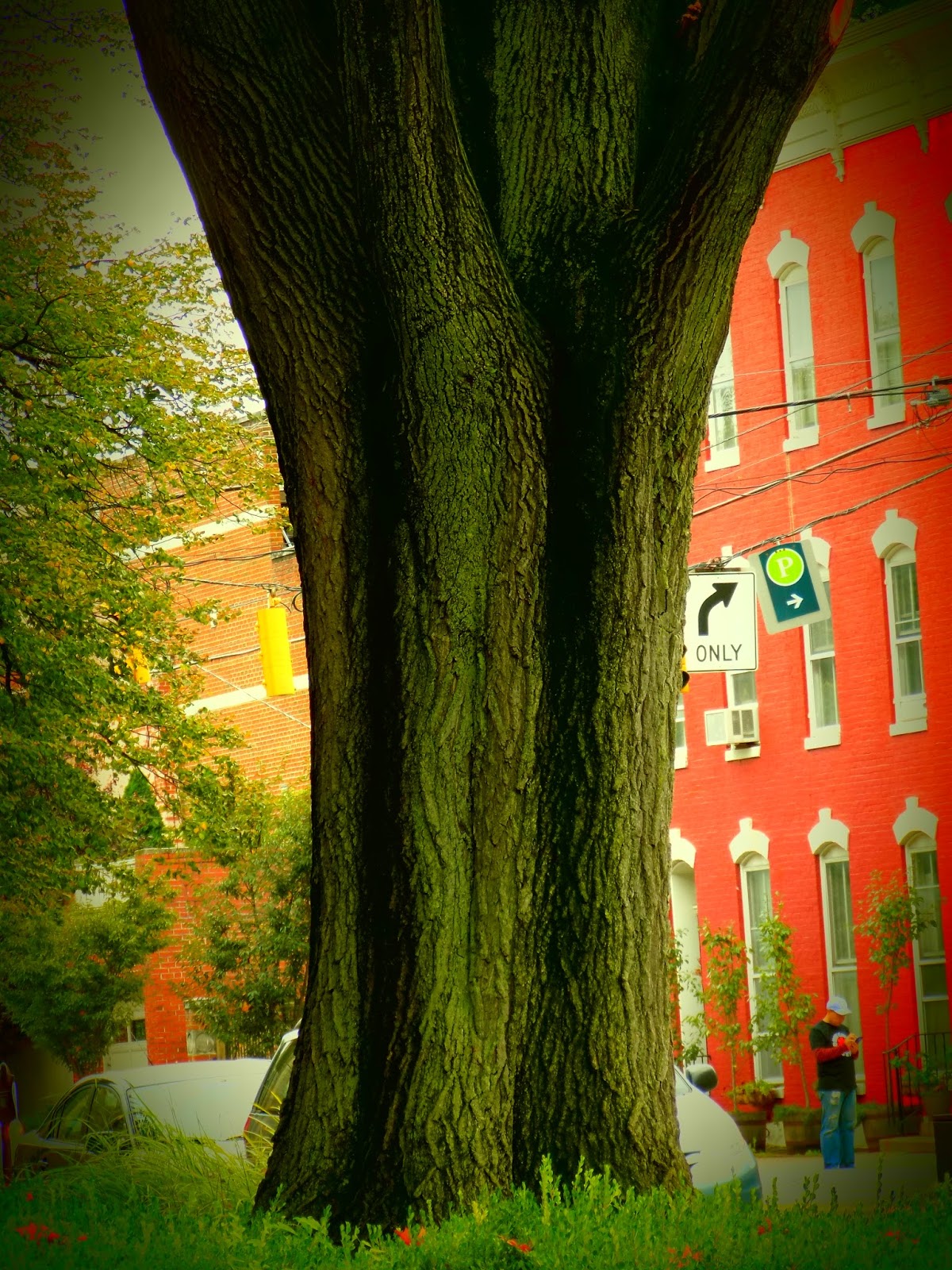 Tales From the Trails Big Trees in Frederick, Maryland