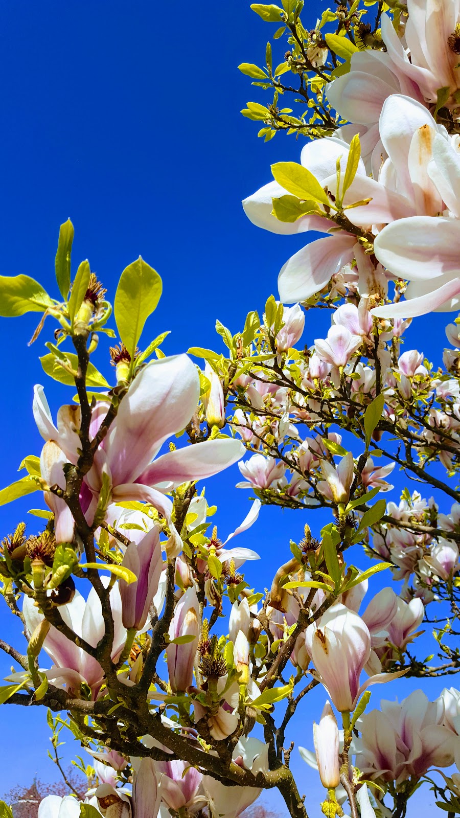 What I Wore: Spring Look: Over 40 Style What I Wore: Spring Look: Over 40 Style