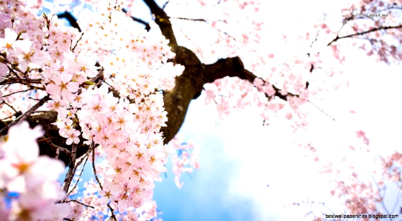 Cherry Blossom Desktop Backgrounds Background Images  HD