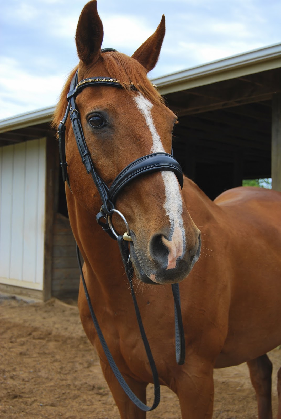 Eponia Bridle For Sale!