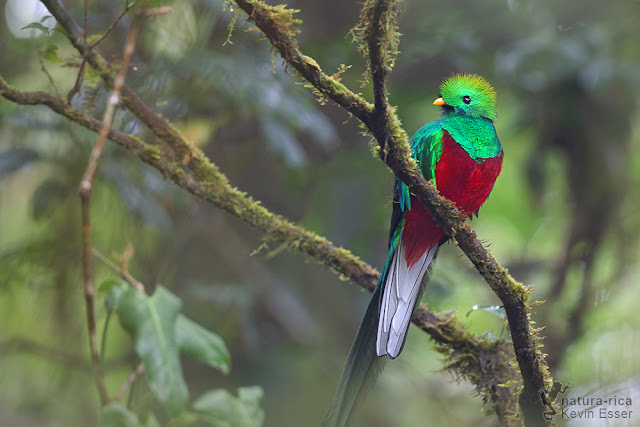 Pharomachrus mocinno - Resplendent Quetzal 