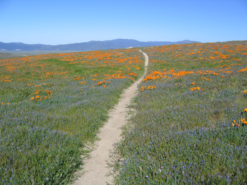 Mustang Diaries Pacific Crest Trail