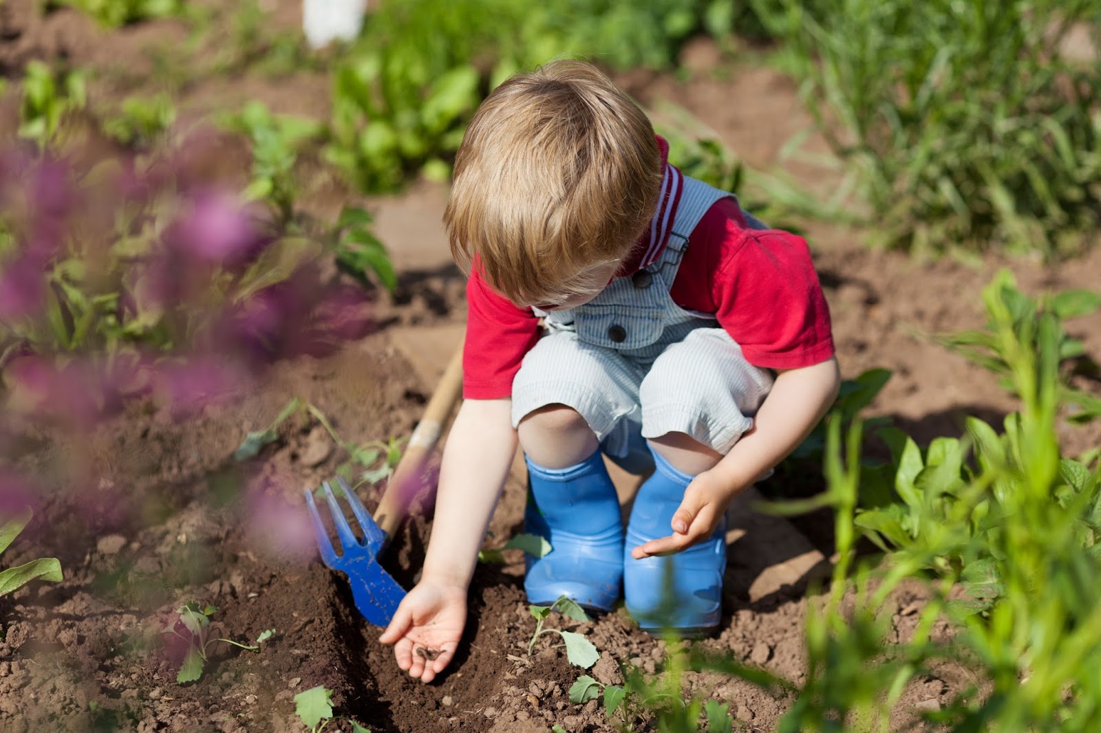 Когда можно садить мальчика. Посадка растений в саду. Посадка растений в детском саду. Труд в огороде. Мальчик в огороде.
