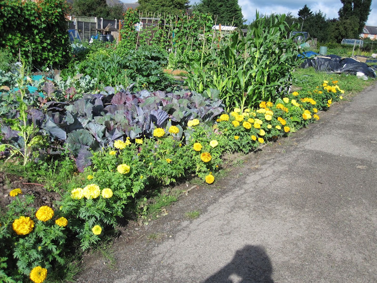 Allotment Veg.