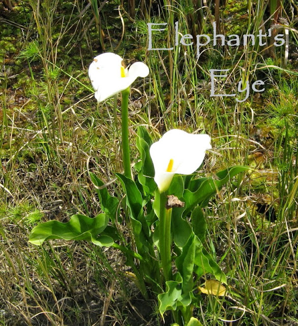 Wild arum lilies with Melianthus on a farm outside Porterville in September 2009