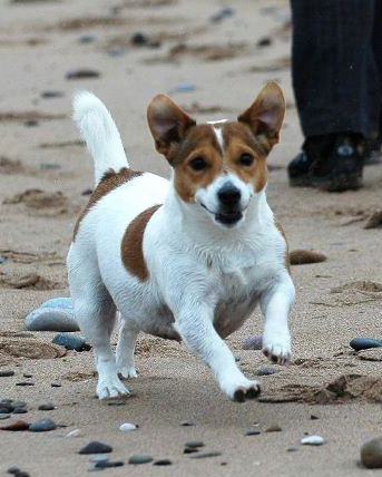 Pooch & Mutt: Dog photos and health tips: Overweight Jack Russell Terrier