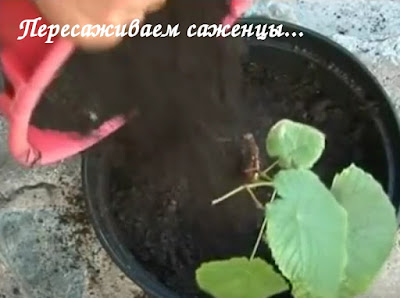 Уральский огород - без особых хлопот!: АГРОТЕХНИКА ВЫРАЩИВАНИЯ ...