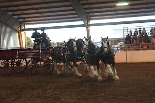 DoTerra, Young Living, Equine Raindrop, Essential Oils, Essential Oils for Horses, AromaTherapy, Clydesdales, Clydesdales for Sale, Budweiser ClydesdalesClydesdale, Clydesdale Hitch, Clydesdale Mares, Clydesdale Breeders, CBUSA, Clydesdale for Sale, Clydesdale Stallion