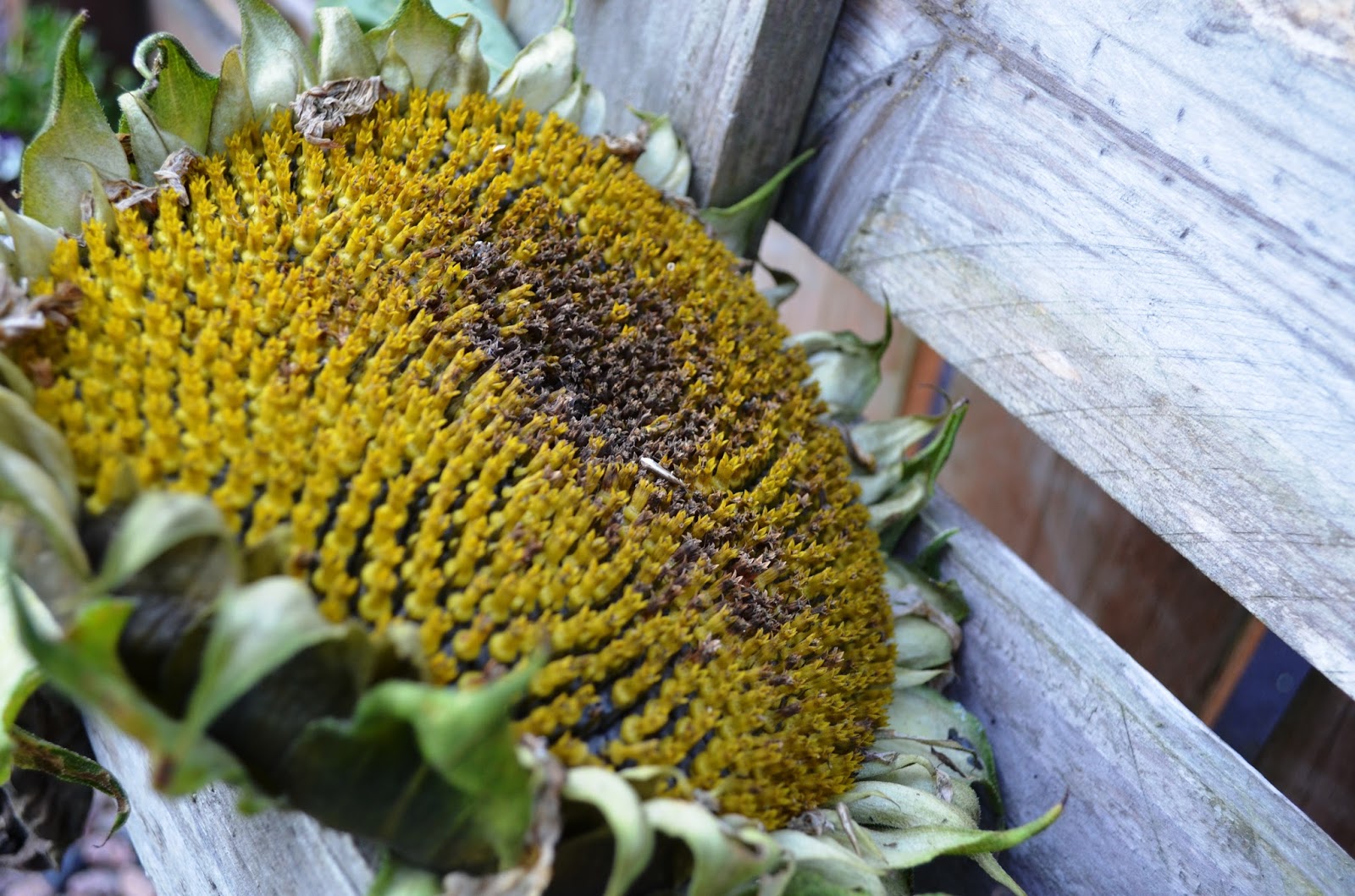 Kelli's Northern Ireland Garden Goodbye Giant Sunflowers
