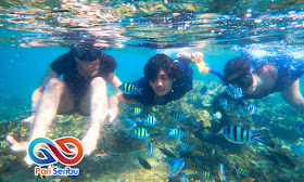 Under Water Wisata Pulau Pari