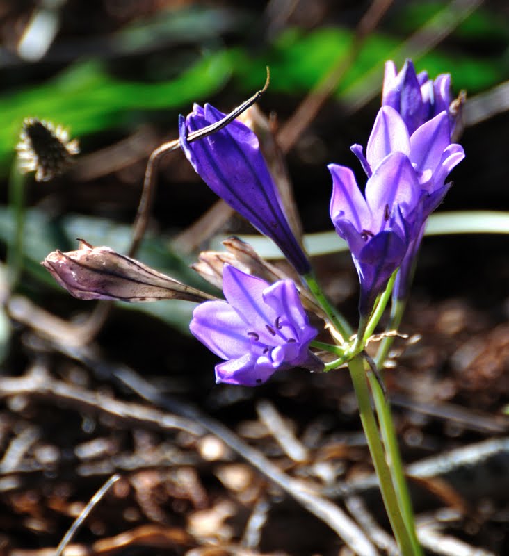 Barbara Rich Photography Northern California Wildflowers and Native Plants