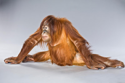 Most Amazing Animals Yoga Practice | i how do