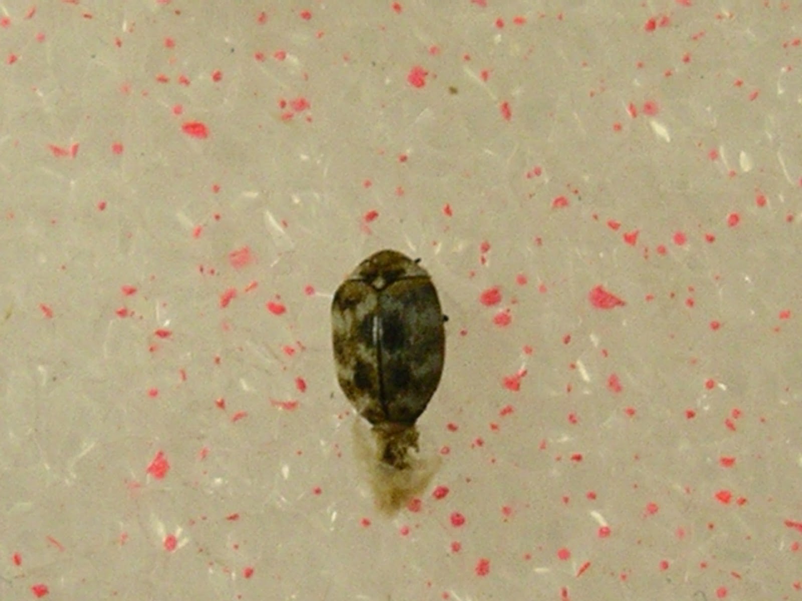 carpet beetle adult carpet beetles can be solid black or