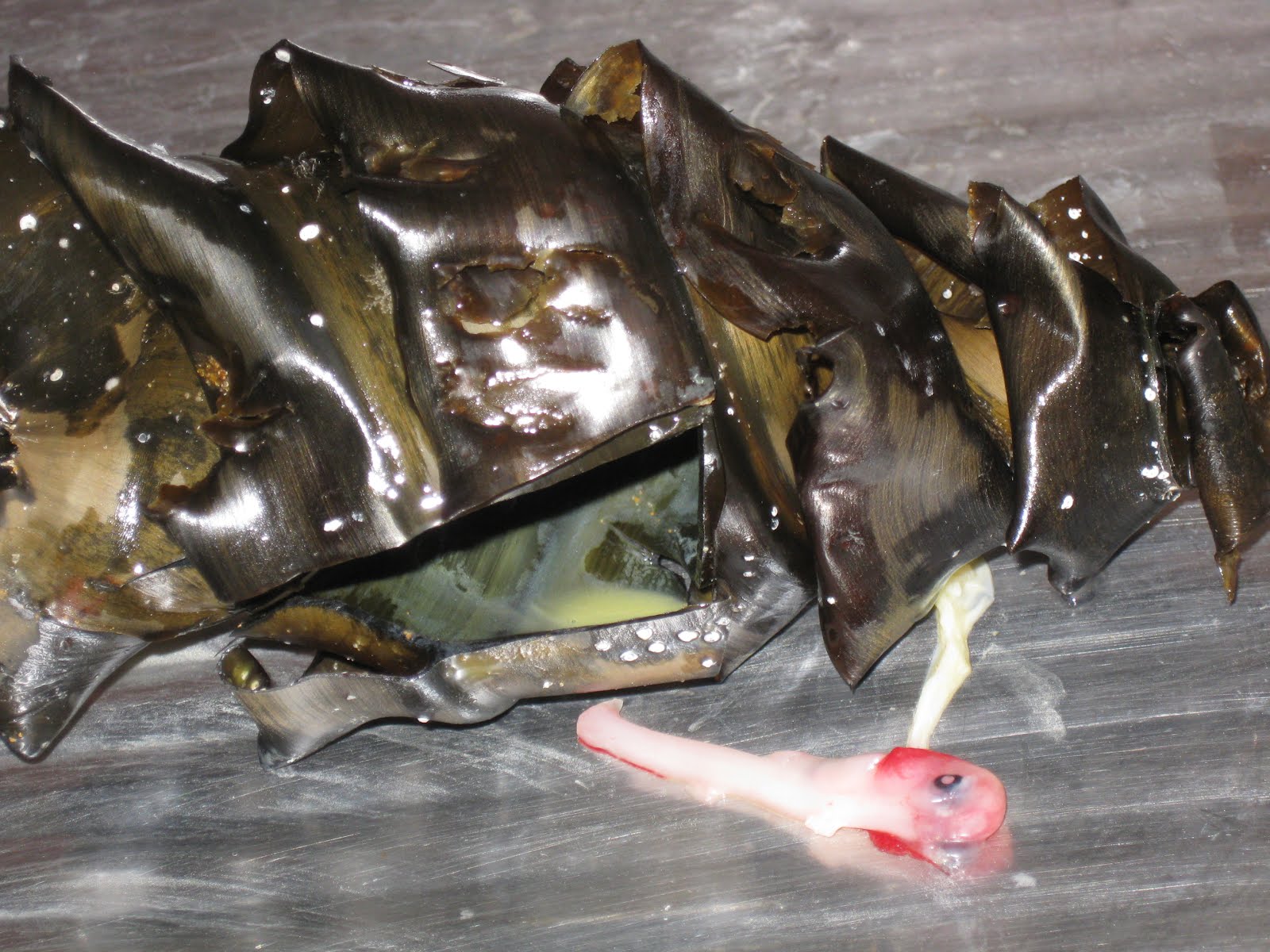 Robin's Double Life Shark pup in corkscrew case a rare find