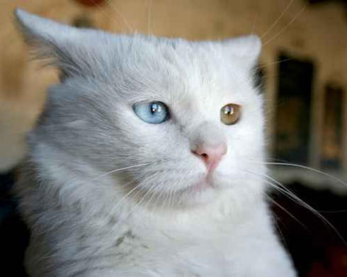 Catchthefallingsky Ciri Ciri Kucing Anggora Mix Kampung